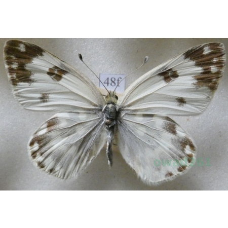 Pontia edusa (Fabricius, 1777) Bielinek rukiewnik Czech48f